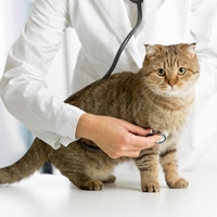 Pet Health Coupons & Promo Codes